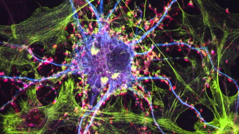 Psychedelic Revolution: Ibogaine Fast-Tracked Despite Heart Risks